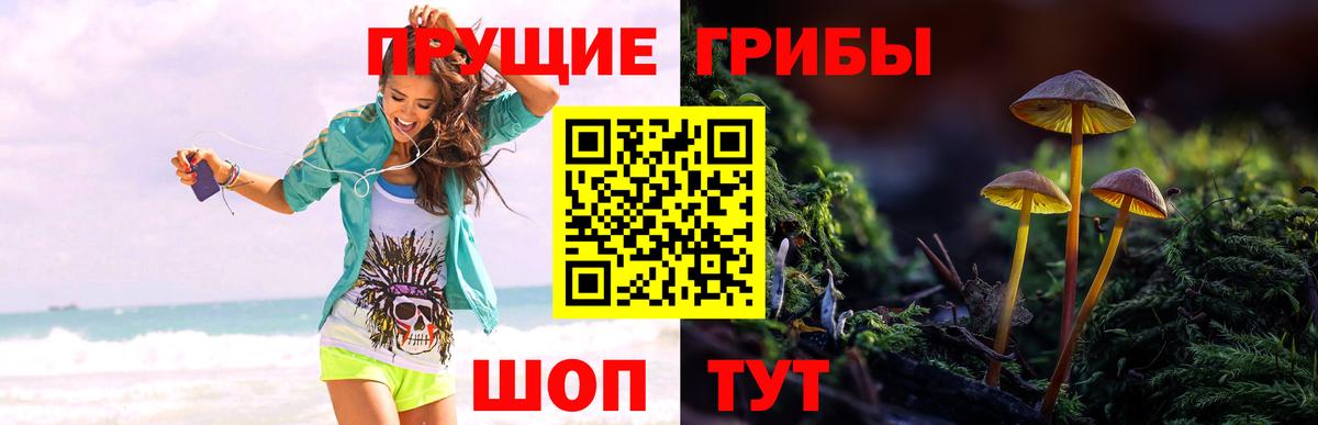 Галлюциногенные грибы Psilocybine cubensis  Вход с VPN  Клинцы 